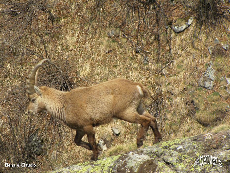 21 Mentre pranziamo si avvicina un cucciolo.JPG